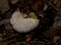 Violetter Lacktrichterling